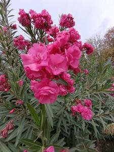 Euphoria Palm Beach Resort - 58