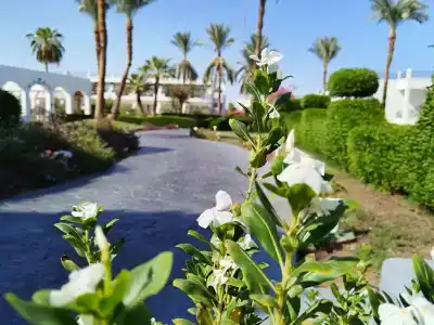 Safir Sharm Waterfalls Resort - 79