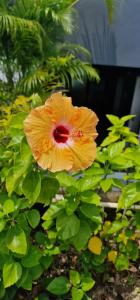 Grand Kata VIP - Kata Beach - 89