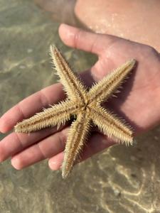 Marjan Island Resort & Spa Managed By Accor - 91