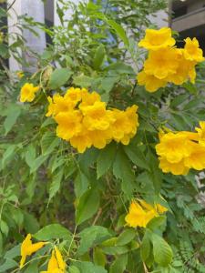 Garden Sea View Resort - 60