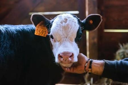 La Grange - Animal Chic - 19