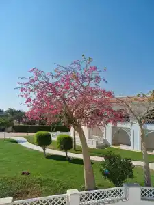 Old Palace Resort Sahl Hasheesh - 13