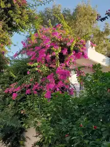 Bodrum Beach Resort - 14