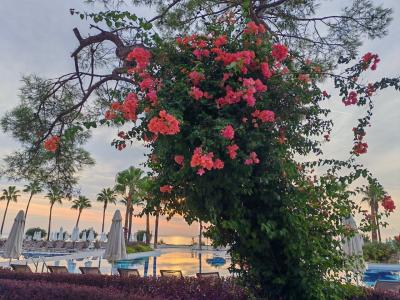 Sherwood Exclusive Kemer - Kids Concept - 89