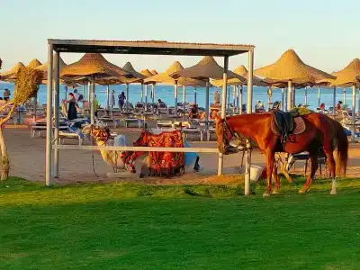 Sunrise Mamlouk Palace Resort - 76