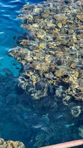 Reef Oasis Blue Bay Resort & Spa - 38