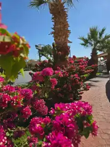 Caribbean World Resort Soma Bay - 90