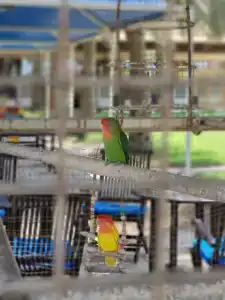 Coral Beach Resort Sharjah - 44