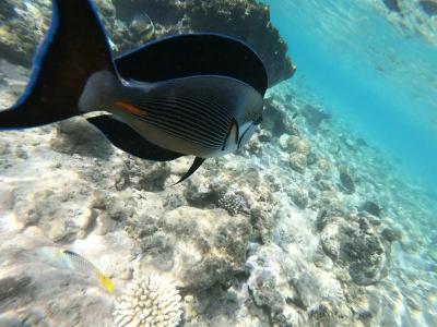 Park Regency Sharm El Sheikh Resort - 54