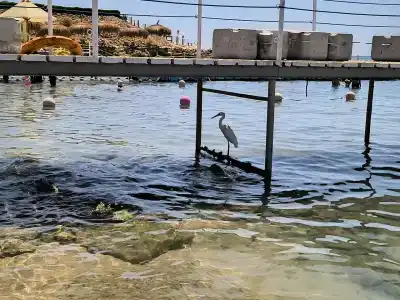 Gafy Resort Aqua Park - 90
