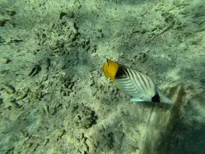 Jaz Mirabel Resort - 41