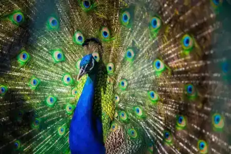 Club Turan Prince World - Kids Concept - 56