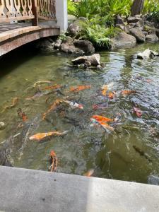 Hilton Mauritius Resort & Spa - 21