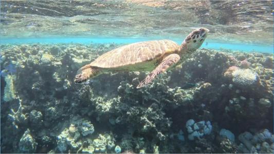 Aurora Bay Resort Marsa Alam - 21