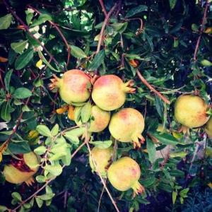 Alacati Kostem - Special Category - 16