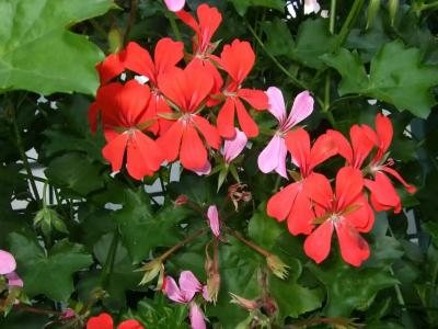 NaturMed Carbona - 80