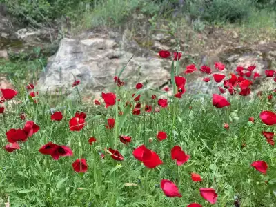 Pine Bay Holiday Resort - 28