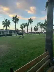 Loxia Comfort Club Side - 86