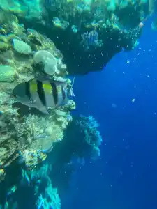 The Grand Sharm El Sheikh - 87