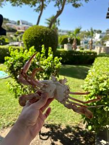 Sultan Gardens Resort - 63