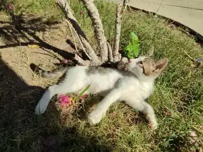 Bitez Garden Life - 29