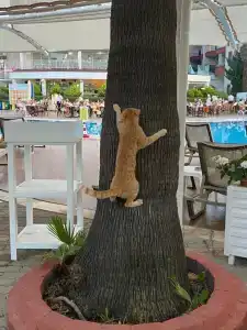 Fun&Sun Smart Hane Sun - 26