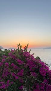 Ece Sovalye Island - 31