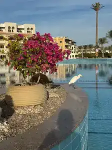 Old Palace Resort Sahl Hasheesh - 99