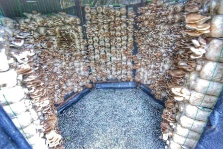 Birds and Bees Resort - 19