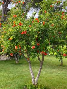 Papillon Belvil Holiday Village - 27