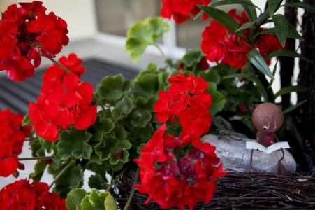 Restaurant zur Windmühle - 11