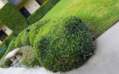 Best Western Plus South Coast Inn - 28