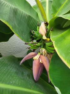 Liberty Fabay - Ultra All Inclusive - 58