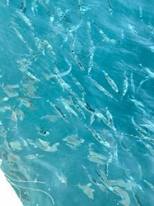 Palm Beach Resort Families and Couples only - 79