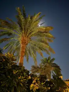 Four Seasons Resort Dubai at Jumeirah Beach - 84