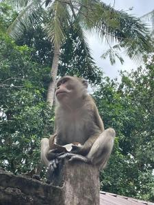 Sand Sea Resort Railay Beach - 16