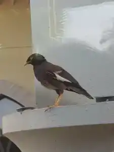 Al Hamra Residence - 96