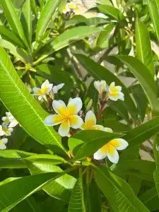 Parklane, a Luxury Collection Resort & Spa, Limassol - 37