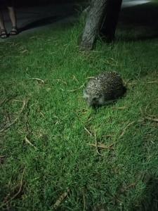 Adalya Resort & Spa Adults Only - Ultra All Inclusive - 46