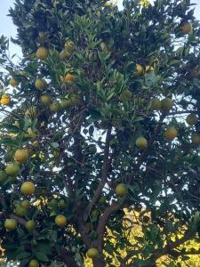 Armas Green Fugla Beach - 36