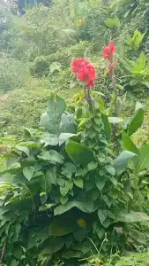 Baan Karon Resort - SHA Extra Plus - 27