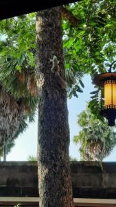 Rabbit Resort Pattaya - 80