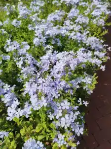 Suncity - Beach Club - 12