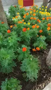 Delphin Deluxe Resort - 46