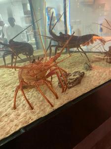 InterContinental Abu Dhabi, an IHG - 65