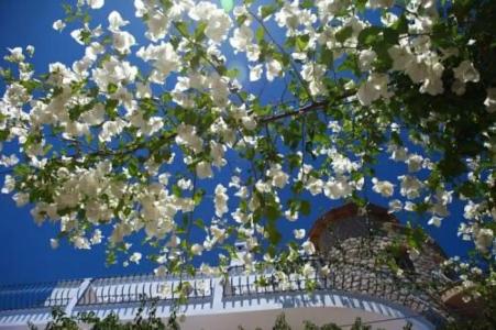 Datca Villa Asina - 3