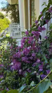 Tu Casa Gelidonya - 89