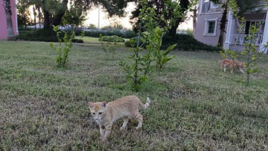 Euphoria Palm Beach Resort - 41