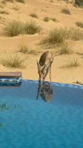 Al Maha, a Luxury Collection Desert Resort & Spa, Dubai - 23